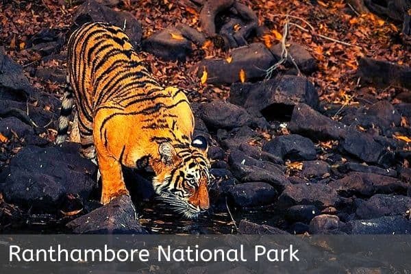 Tiger in Ranthambore National Park