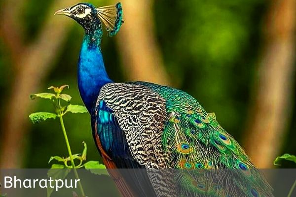 Peafowl in Bharatpur National Park