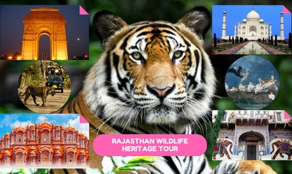 Rajasthan wildlife Heritage Tour India